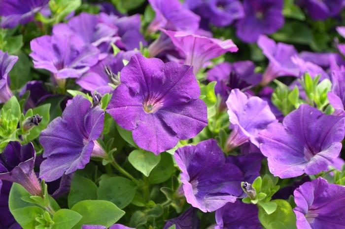Petunia Capella Indigo - View 5 from www redcrocus com