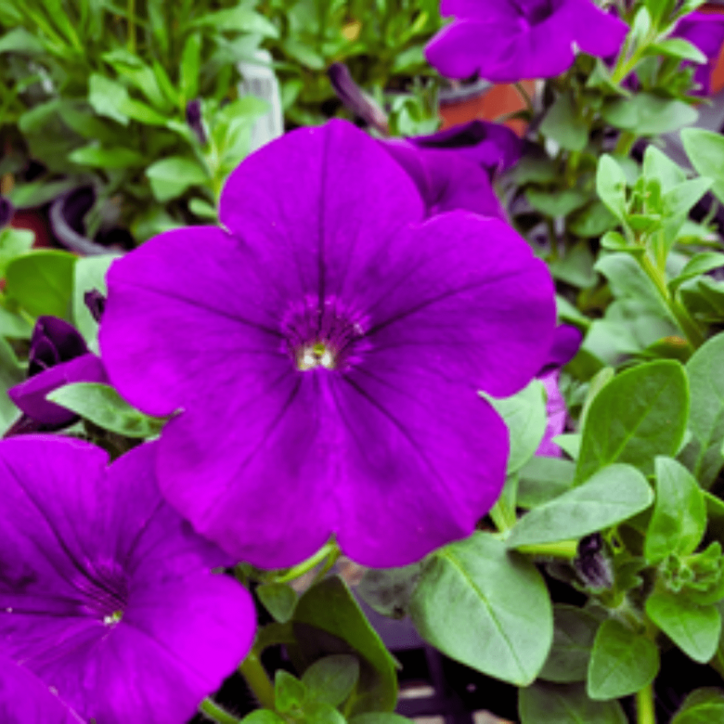 Petunia Capella Indigo - View 6 from www redcrocus com