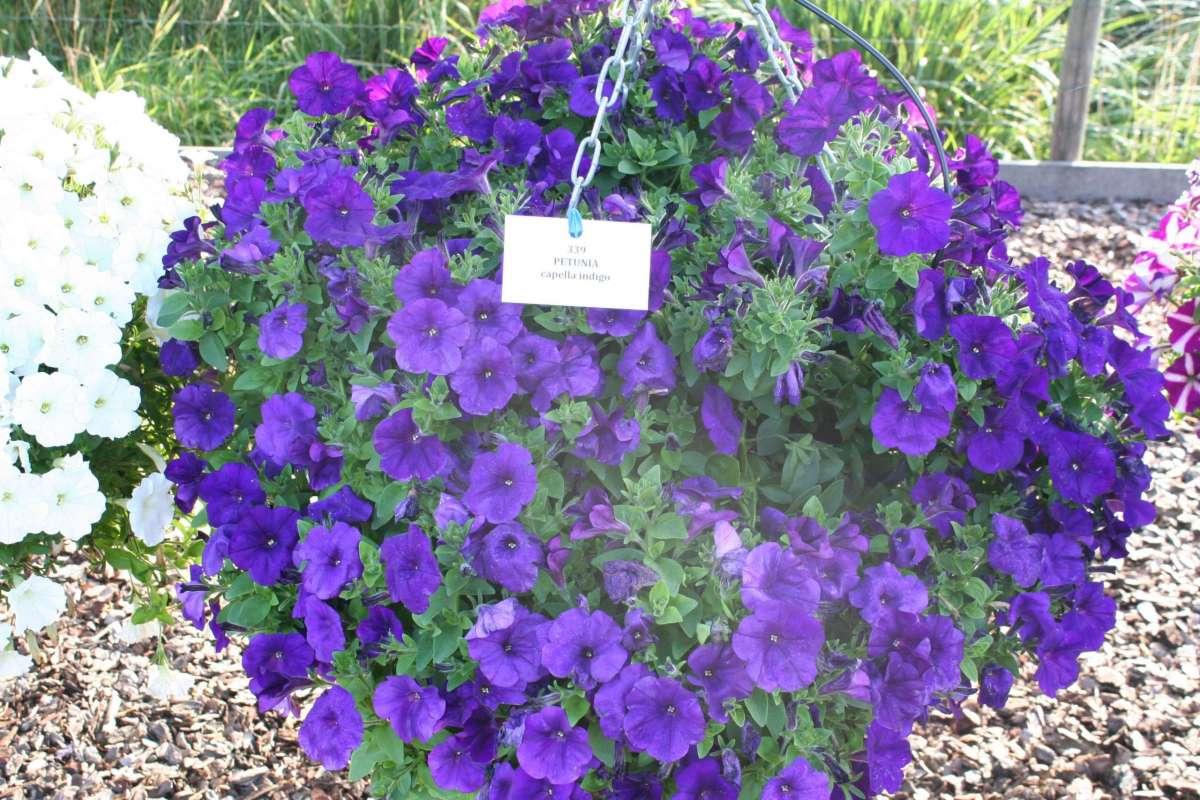 Petunia Capella Indigo - View 7 from www redcrocus com