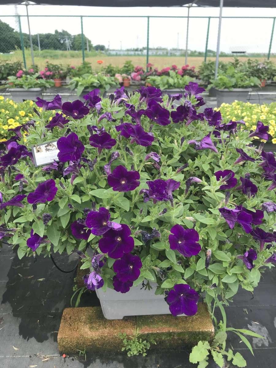 Petunia Capella Indigo - View 8 from www redcrocus com