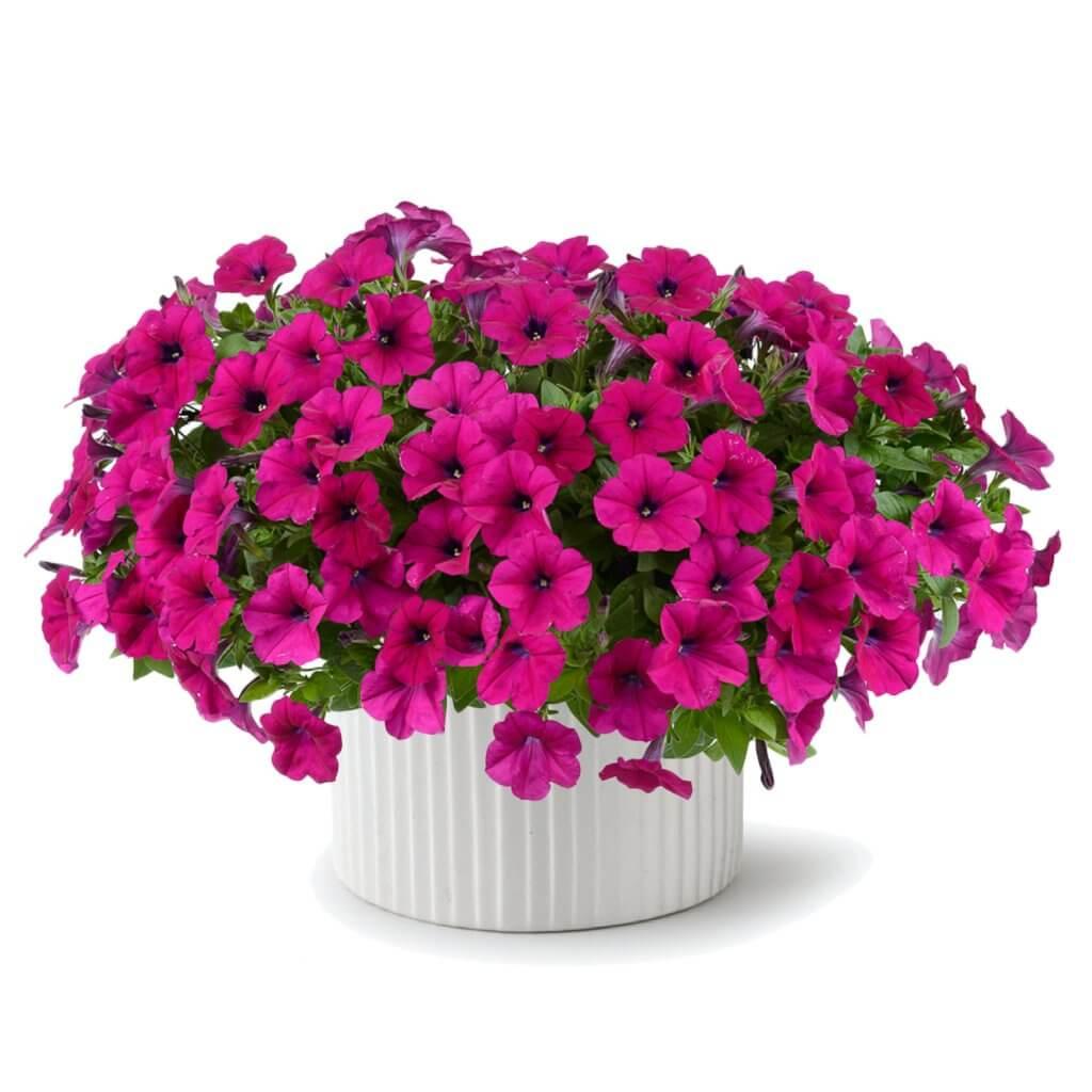 Petunia Capella Indigo - View 9 from www redcrocus com