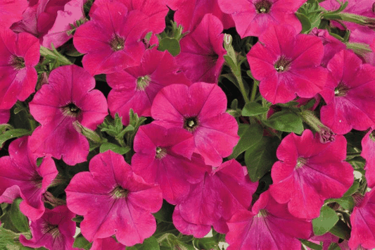 Petunia Capella Neon Pink - View 1 from www redcrocus com