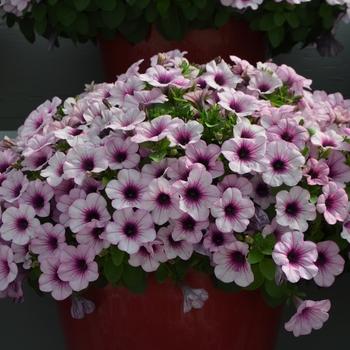 Petunia Capella Pink Lace - View 10 from www redcrocus com
