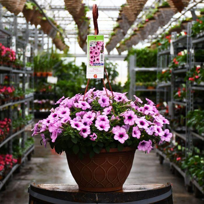 Petunia Capella Pink Lace - View 12 from www redcrocus com