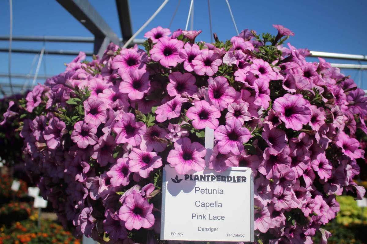 Petunia Capella Pink Lace - View 13 from www redcrocus com