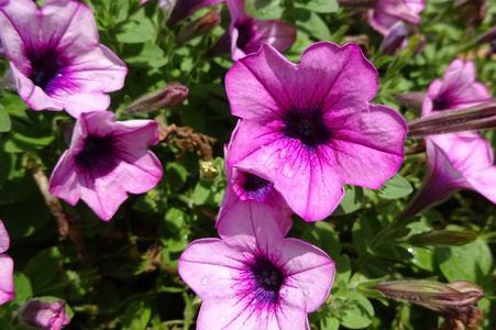 Petunia Capella Pink Lace - View 15 from www redcrocus com