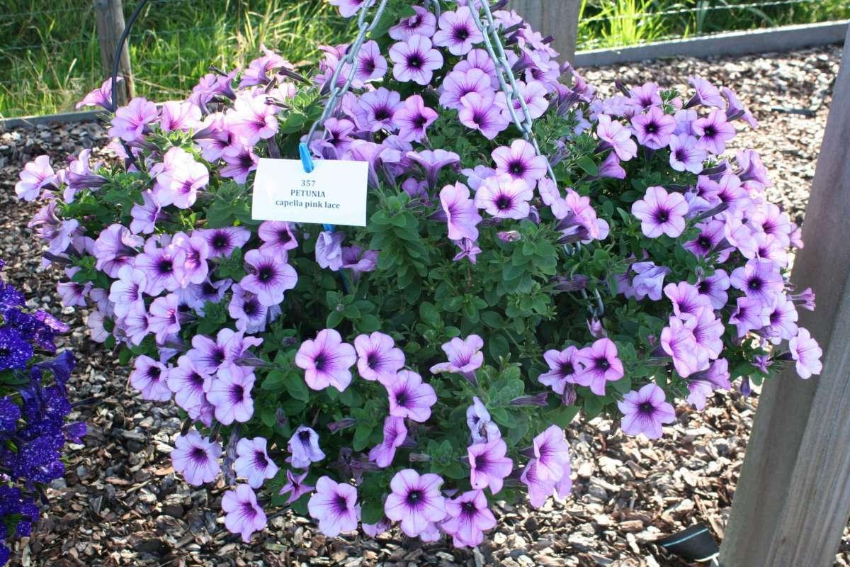 Petunia Capella Pink Lace - View 16 from www redcrocus com