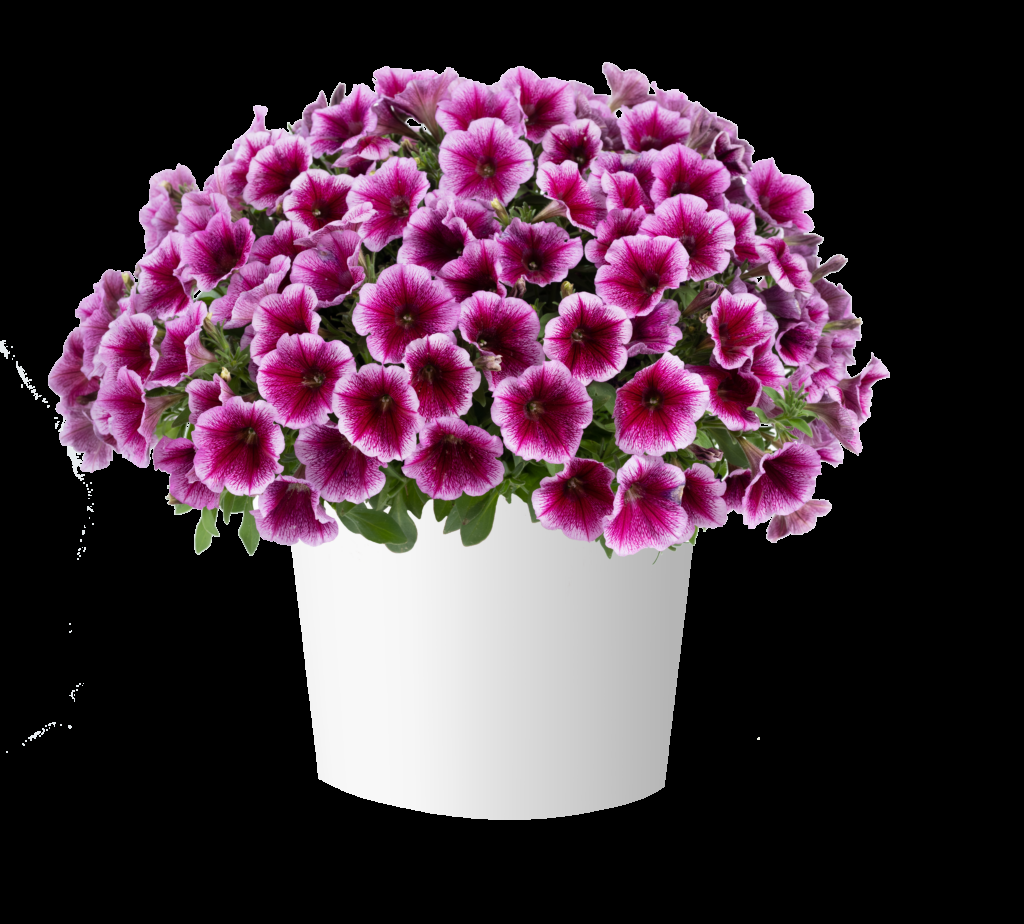 Petunia Capella Pink Lace - View 17 from www redcrocus com
