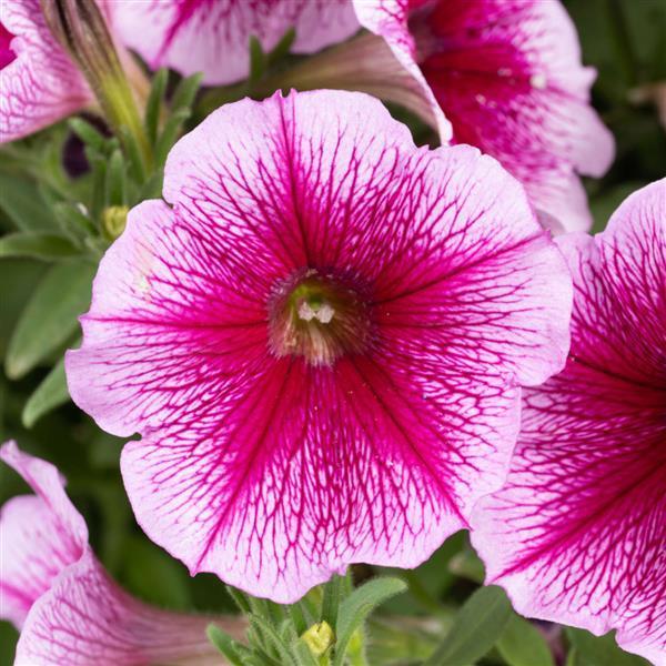 Petunia Capella Pink Lace - View 18 from www redcrocus com