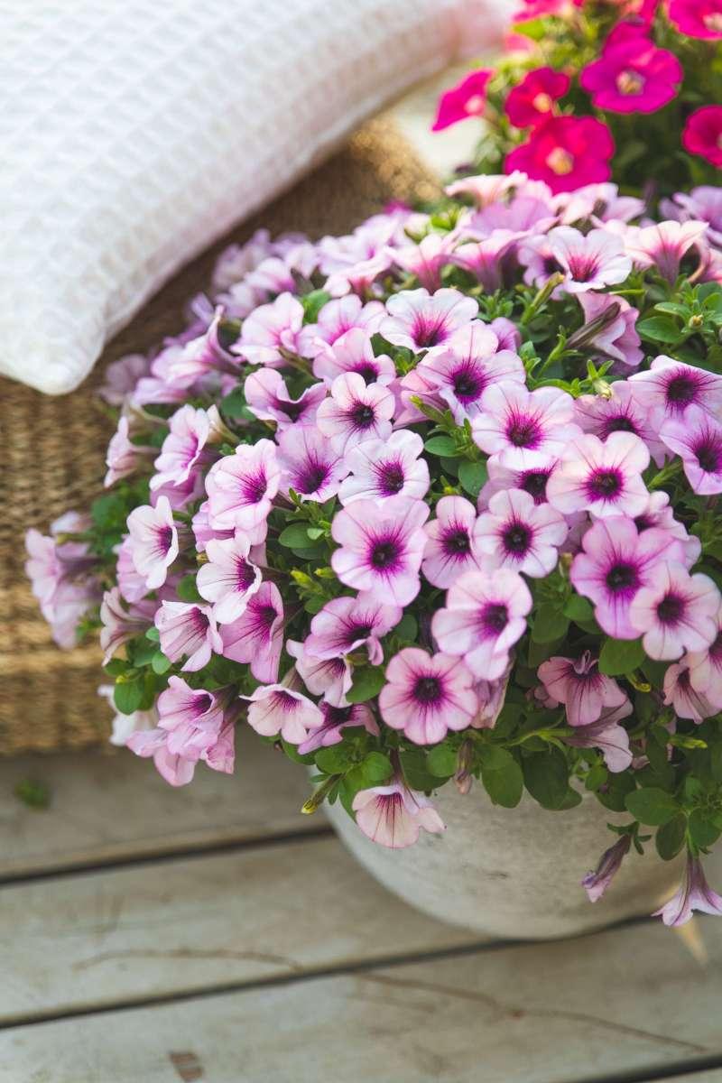 Petunia Capella Pink Lace - View 19 from www redcrocus com