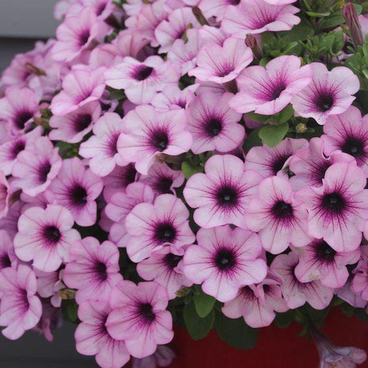 Petunia Capella Pink Lace - View 1 from www redcrocus com