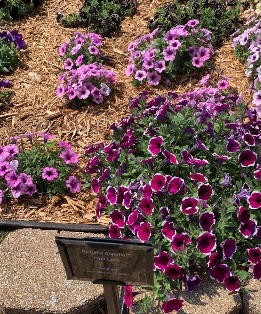 Petunia Capella Pink Lace - View 2 from www redcrocus com