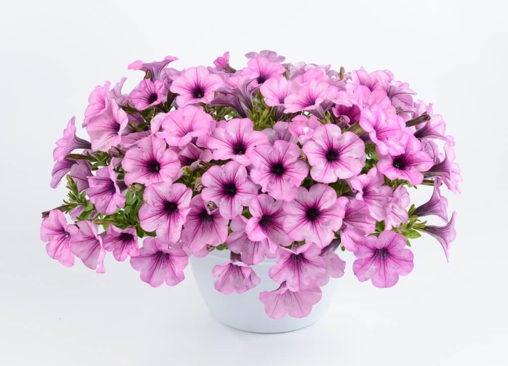 Petunia Capella Pink Lace - View 3 from www redcrocus com