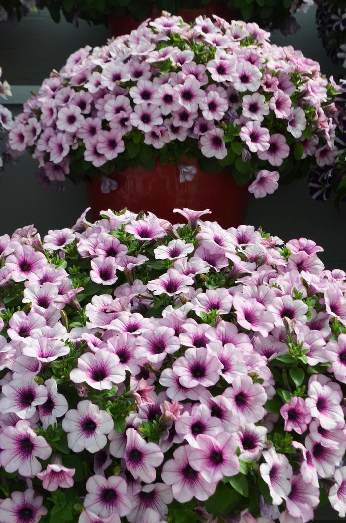 Petunia Capella Pink Lace - View 4 from www redcrocus com