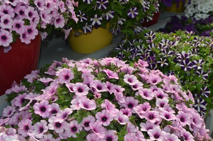 Petunia Capella Pink Lace - View 5 from www redcrocus com