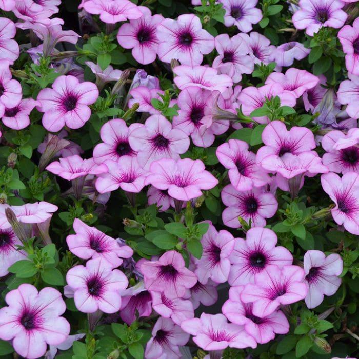 Petunia Capella Pink Lace - View 6 from www redcrocus com