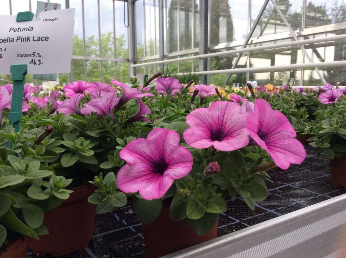 Petunia Capella Pink Lace - View 7 from www redcrocus com