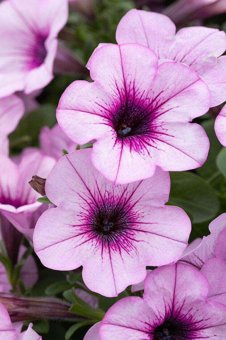 Petunia Capella Pink Lace - View 8 from www redcrocus com