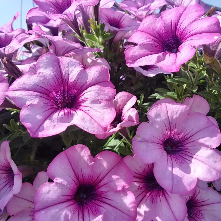 Petunia Capella Pink Lace - View 9 from www redcrocus com