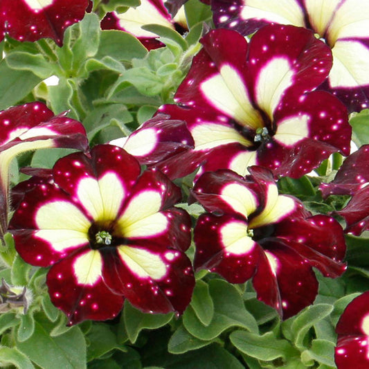 Petunia Splash Dance Magenta Mambo - View 10 from www redcrocus com