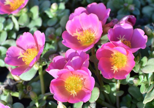 Portulaca 'pazzaz Nano Candy Pink' - View 1 from www redcrocus com