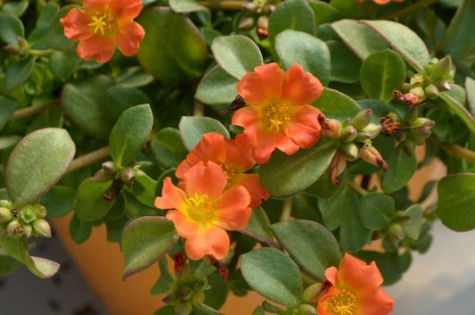 Portulaca Pazzaz Nano Orange - View 10 from www redcrocus com