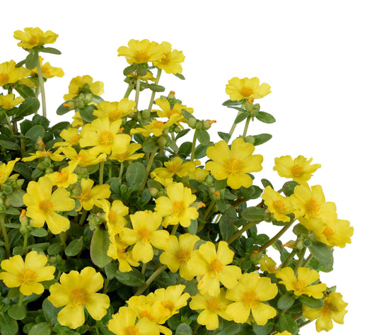 Portulaca Pazzaz Nano Yellow - View 1 from www redcrocus com