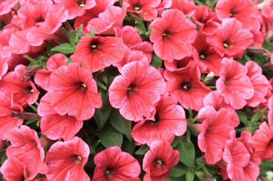 Petunia Capella Coral - View 1 from www redcrocus com