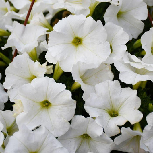 Petunia Capella White - View 1 from www redcrocus com