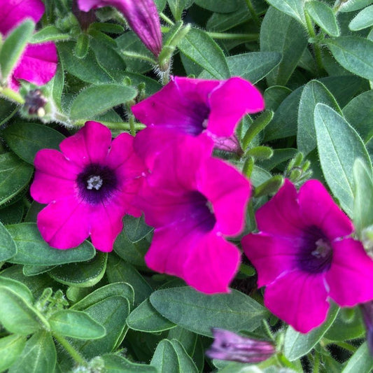 Petunia 'itsy Magenta' - View 10 from www redcrocus com