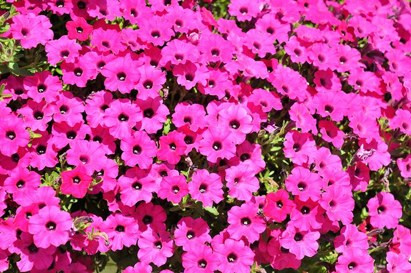 Petunia 'itsy Magenta' - View 12 from www redcrocus com