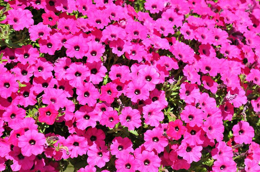 Petunia 'itsy Magenta' - View 12 from www redcrocus com