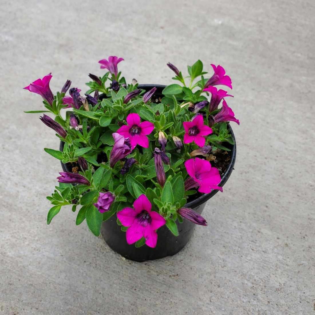 Petunia 'itsy Magenta' - View 14 from www redcrocus com