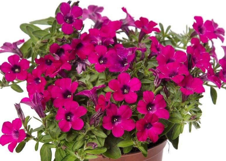 Petunia 'itsy Magenta' - View 16 from www redcrocus com