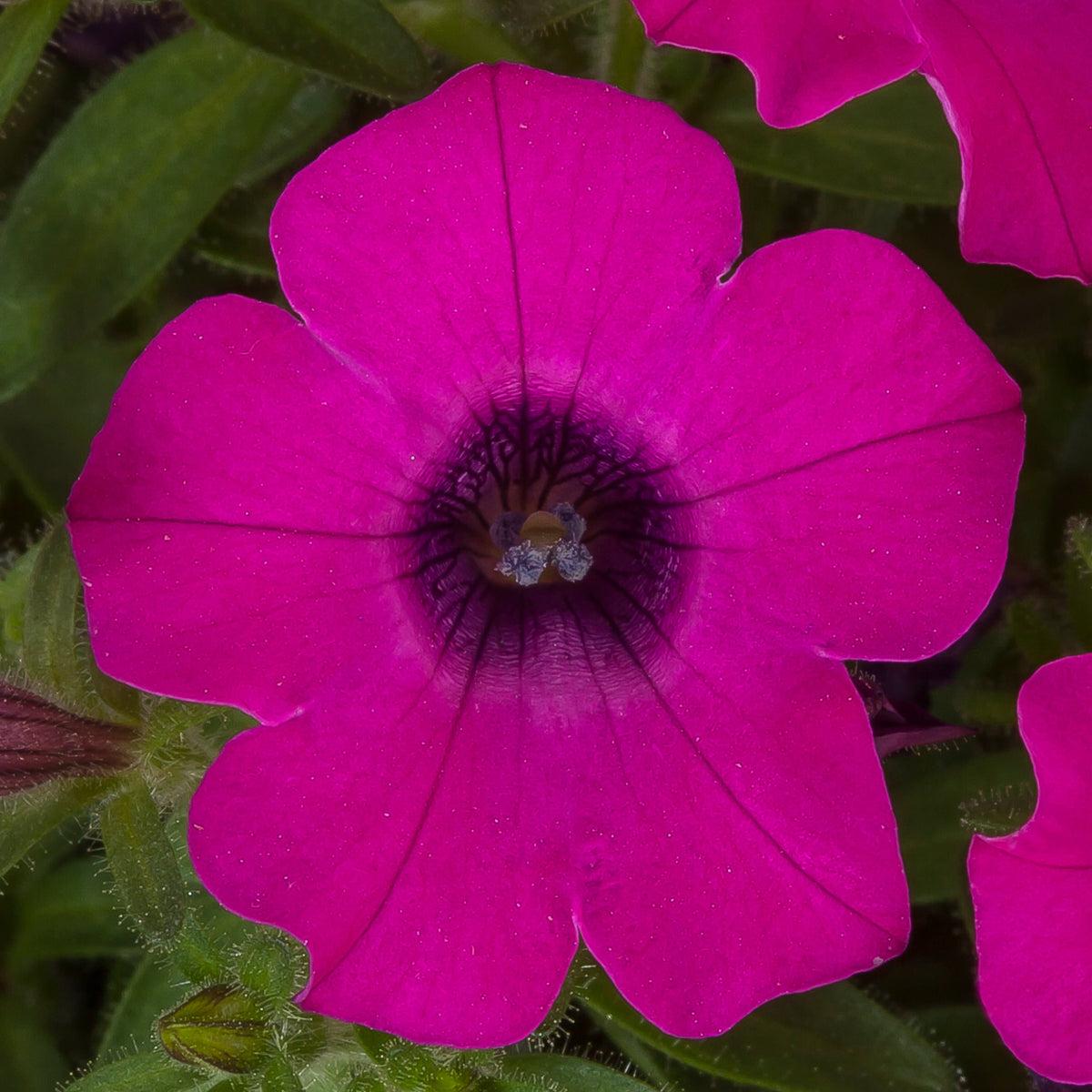 Petunia 'itsy Magenta' - View 17 from www redcrocus com