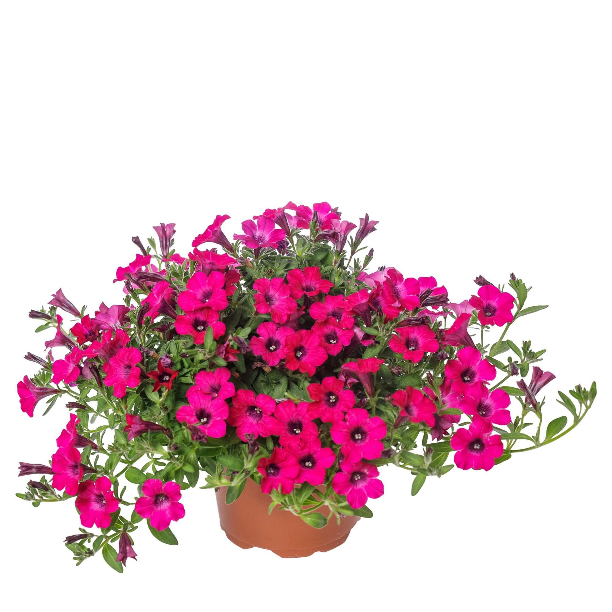 Petunia 'itsy Magenta' - View 18 from www redcrocus com