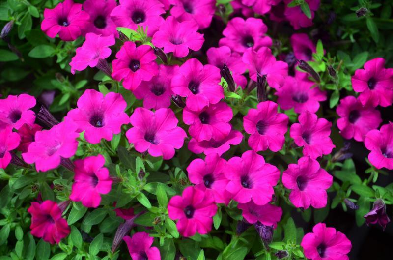 Petunia 'itsy Magenta' - View 3 from www redcrocus com