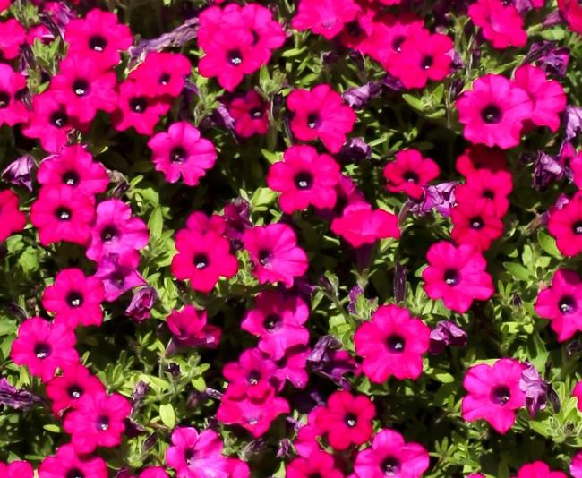 Petunia 'itsy Magenta' - View 4 from www redcrocus com