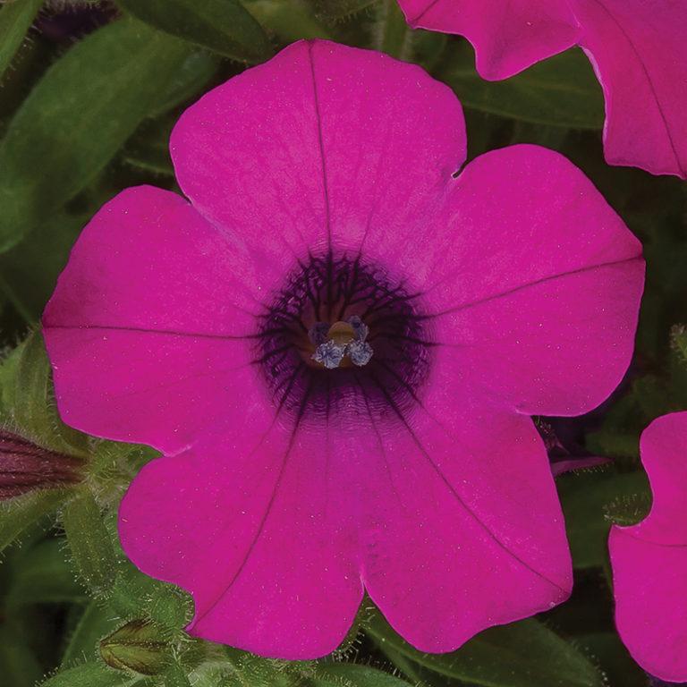 Petunia 'itsy Magenta' - View 5 from www redcrocus com
