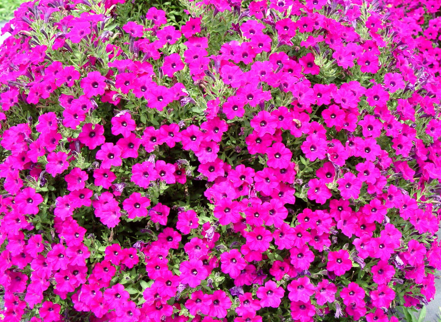 Petunia 'itsy Magenta' - View 6 from www redcrocus com
