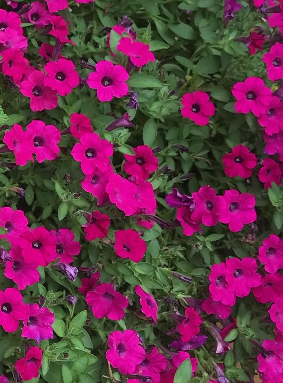 Petunia 'itsy Magenta' - View 8 from www redcrocus com