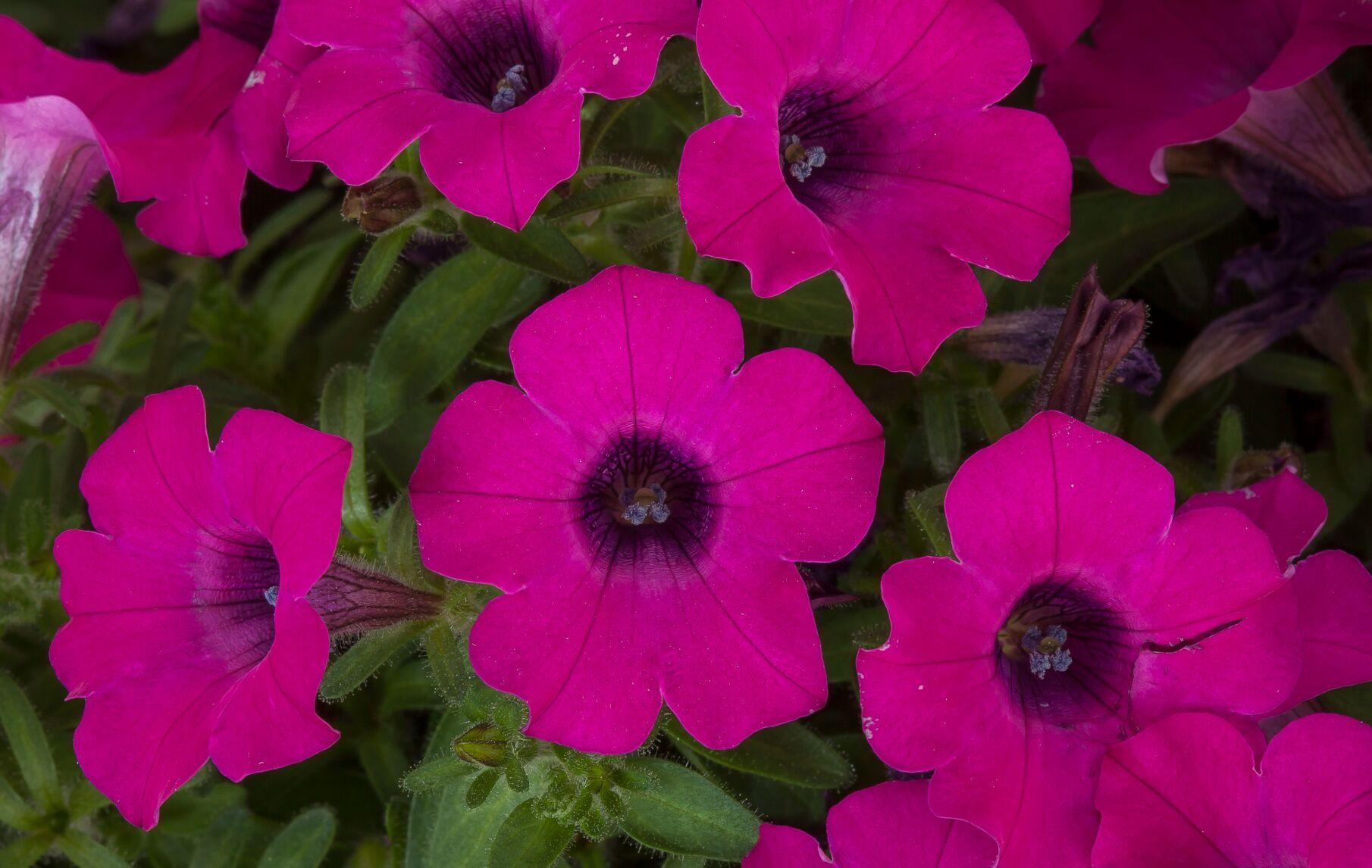 Petunia 'itsy Magenta' - View 9 from www redcrocus com