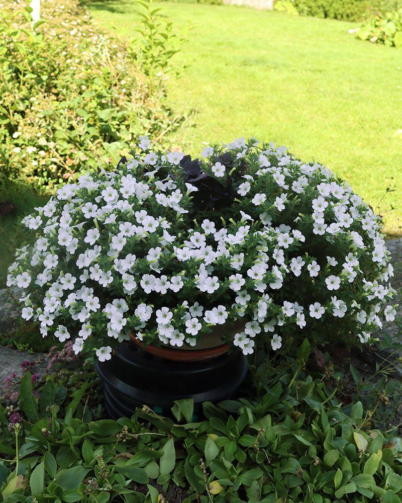 Petunia Itsy White - View 10 from www redcrocus com