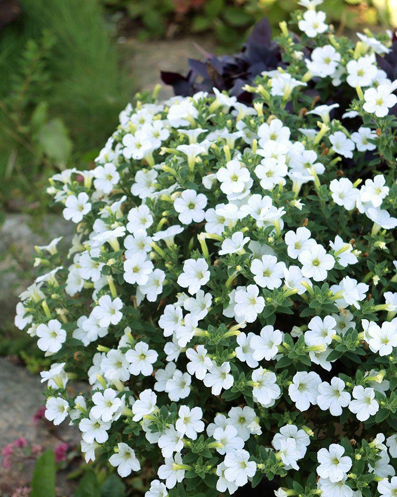 Petunia Itsy White - View 11 from www redcrocus com