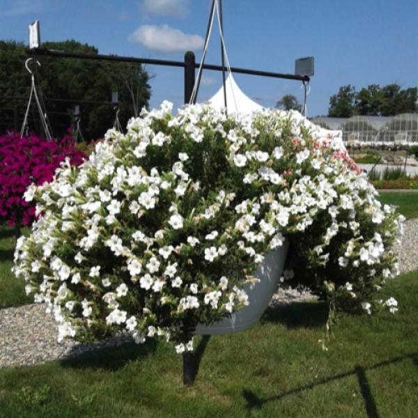Petunia Itsy White - View 12 from www redcrocus com
