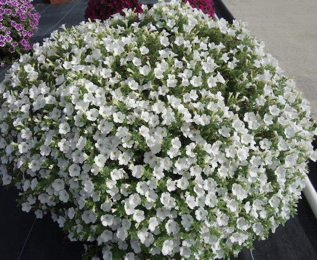 Petunia Itsy White - View 13 from www redcrocus com