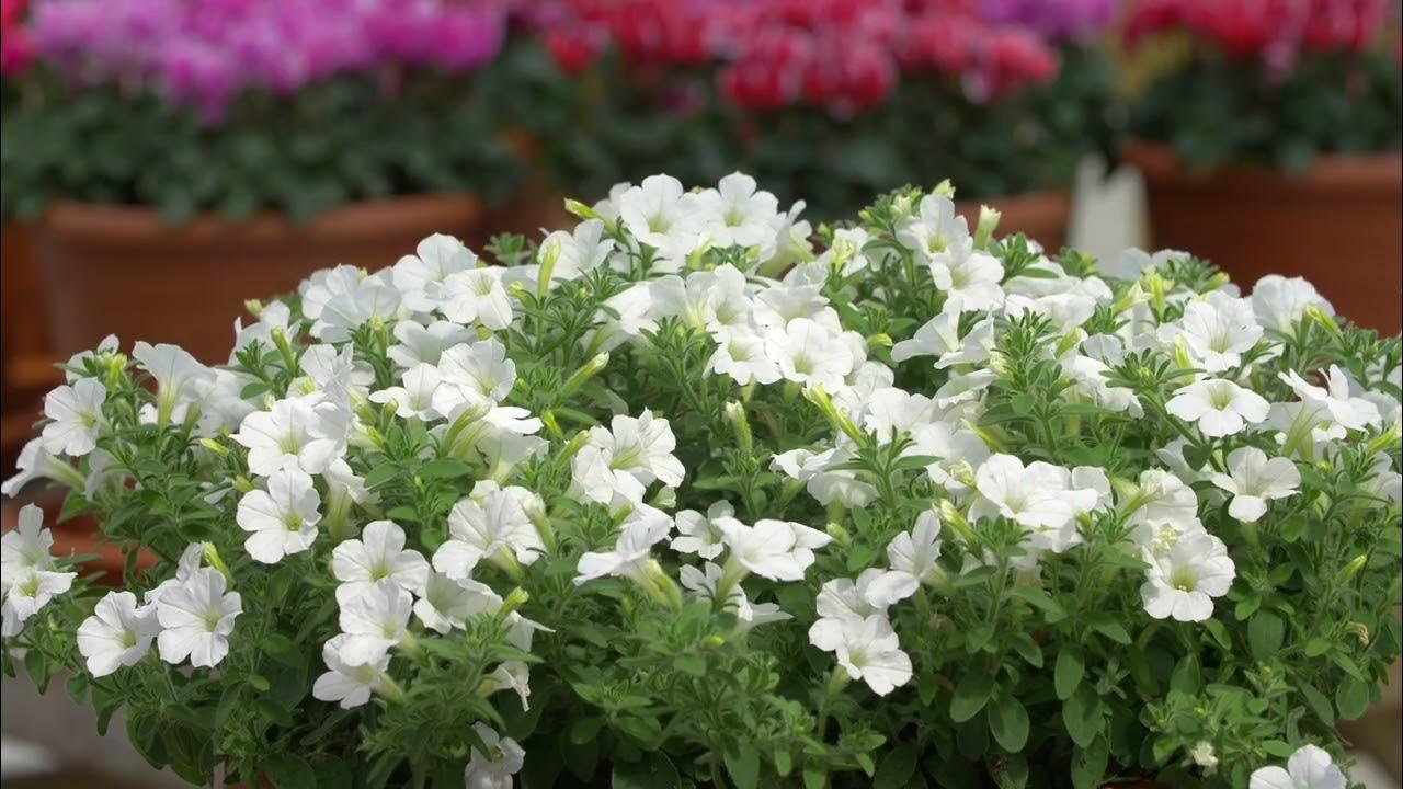Petunia Itsy White - View 14 from www redcrocus com