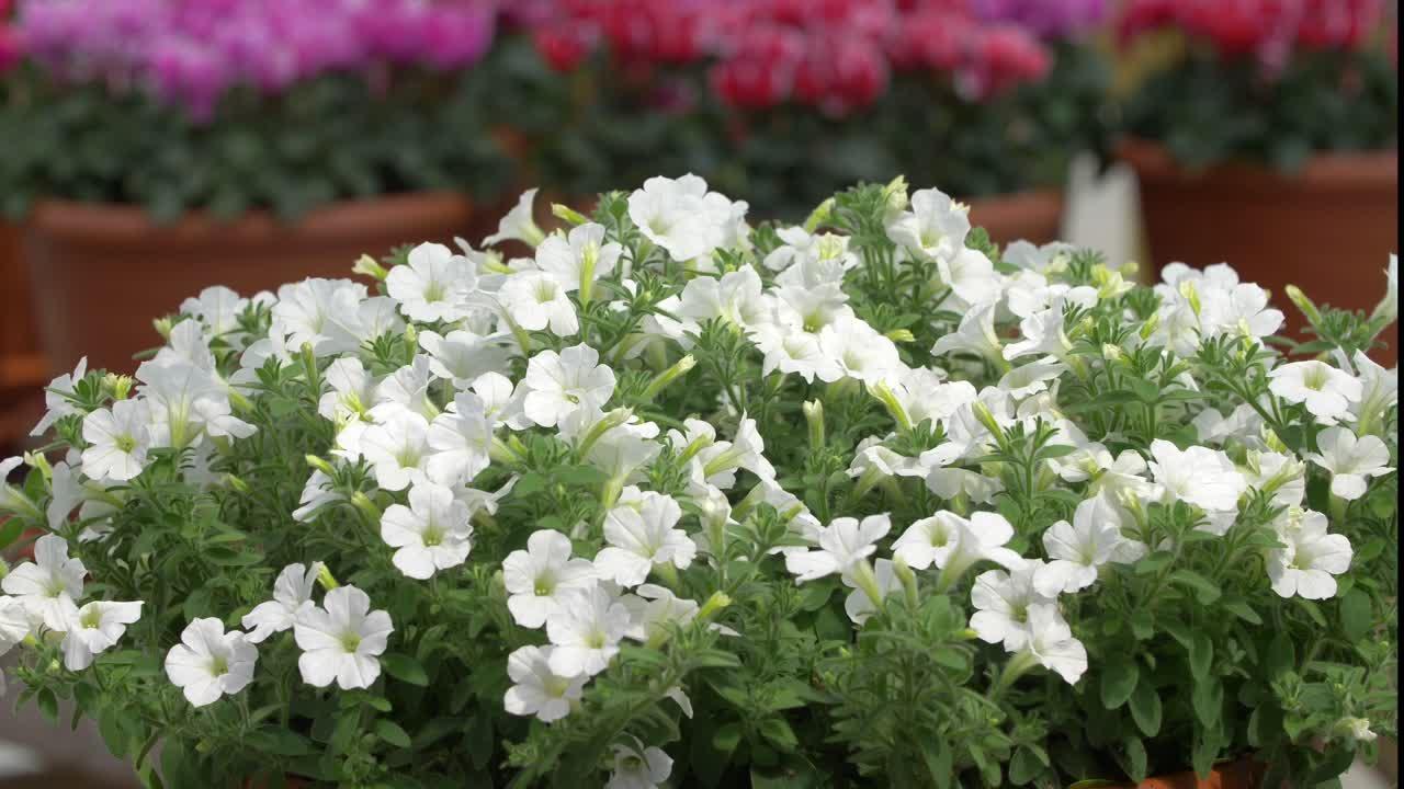 Petunia Itsy White - View 15 from www redcrocus com