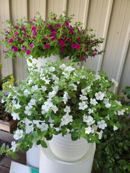 Petunia Itsy White - View 18 from www redcrocus com