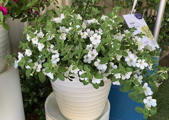 Petunia Itsy White - View 19 from www redcrocus com